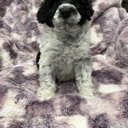 Portuguese Water Dog Puppies from Lawless Portuguese Water Dogs