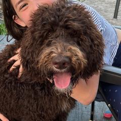 Sage - Double Doodle