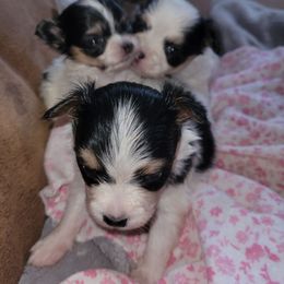 Girl 3 - Black red and white female Papillon puppy in Florida from Tammy's Papillon Playpen