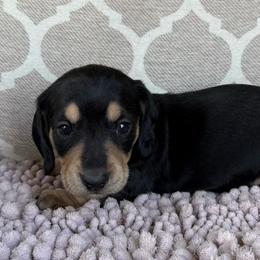 Piddles Girl 2 - Black and cream female Dachshund puppy in Joshua Tree, California from Desert Dreams Ranch