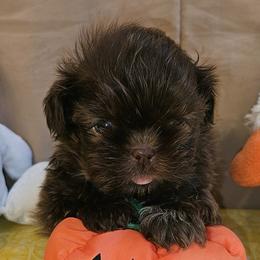 Blain - Liver and white male Shih Tzu puppy in Picayune, Mississippi from Guillot Shih Tzu