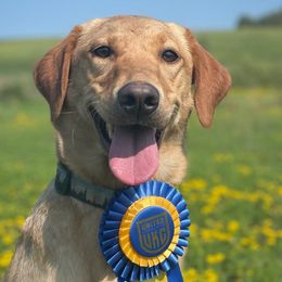 Goose - Labrador Retriever