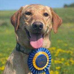 Goose - Labrador Retriever