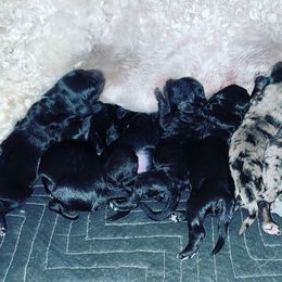 Goldendoodle and Labradoodle Puppies from Diaz Doodles