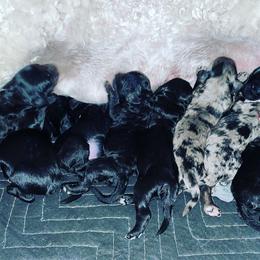 Goldendoodle and Labradoodle Puppies from Diaz Doodles