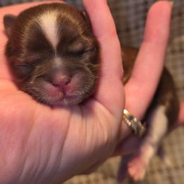 Suki - Brindle and white female Shih Tzu puppy in Willowsprings, Missouri from Taylors Tiny Tails Co.