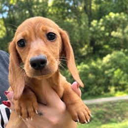 Frank - Red male Dachshund puppy in Maidsville, West Virginia from L&B Lowriders