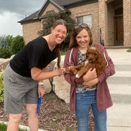 Cavalier King Charles Spaniel and Cavapoo Puppies from Red Skye Cavaliers and Cavapoos