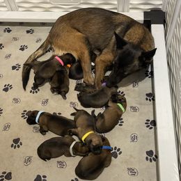 Belgian Malinois Puppies from Andrea Gumrich's Belgian Malinois