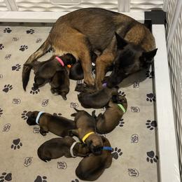 Belgian Malinois Puppies from Andrea Gumrich's Belgian Malinois