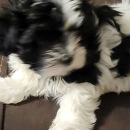 Mal-Shis, Maltese, Maltipoos, and Shih Tzus from Cooley's Cuddle Pups