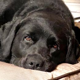 Labrador Retrievers from Harvest Moon English Labradors