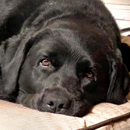 Labrador Retrievers from Harvest Moon English Labradors