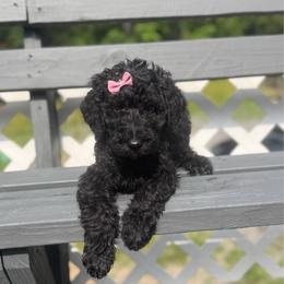 Dark pink - Black female Goldendoodle puppy in Ranger, Georgia from Muscadine Meadows Poodles and Doodles