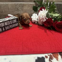 Scarlett - Red female Dachshund puppy in West Frankfort, Illinois from Kayla’s Wiener Wonderland