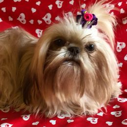 Allie Pickle - Shih Tzu