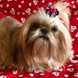 Allie Pickle - Shih Tzu