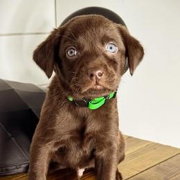 Green Boy - Chocolate male Labrador Retriever puppy in Plymouth, North Carolina from Duck Creek Kennels
