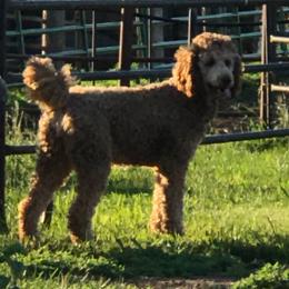 Cookie - Poodle