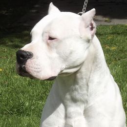 Vinny - Dogo Argentino