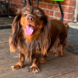 Millie - Dachshund