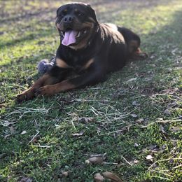 Rottweiler Puppies from Bronx Von Bridges Rottweilers