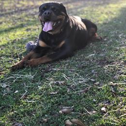 Rottweiler Puppies from Bronx Von Bridges Rottweilers
