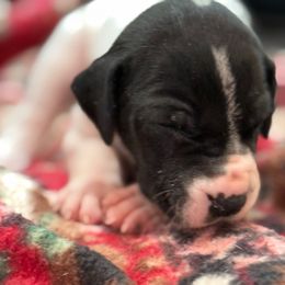 Black and White Pie (spots) - Black and white female Great Dane puppy in Greenville, South Carolina from Allen’s Ridge Ranch
