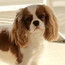 Lady - Cavalier King Charles Spaniel