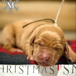 Boy 4 - male Labrador Retriever puppy in Franklin, Virginia from Oak Hollow Retrievers