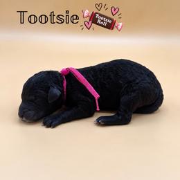 Tootsie - Black and white female Aussiedoodle puppy in Paragould, Arkansas from AC Doodles & Corgis