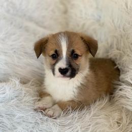 Cooper - Sable male Pembroke Welsh Corgi puppy in Morton, Mississippi from Southern Magnolia Corgis