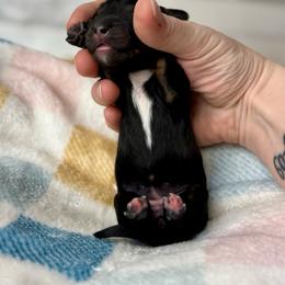 Justice - Black and cream female Dachshund puppy in Three Rivers, Michigan from Michiana Dachshunds