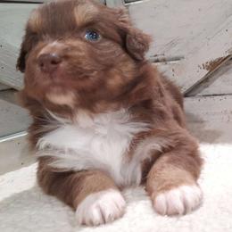 Hazel (blue eyes) - Australian Shepherd puppy from Miniature Angels Farm