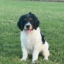 Hopper - male Golden Mountain Doodle puppy in Victoria, Texas from Deidre's Doodles