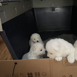 Blue - White male Samoyed puppy in Springfield, Massachusetts from Imperial Samoyeds