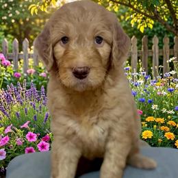 Eliza - Red  female Goldendoodle puppy in Tybee Island, Georgia from Castaway Doodles