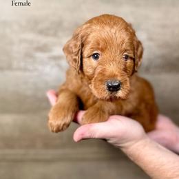 Irene - Red  female Goldendoodle puppy in Abilene, Texas from Mesquite Kennels