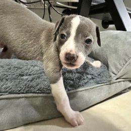 Italian Greyhound Puppies from Castro’s Italian greyhounds