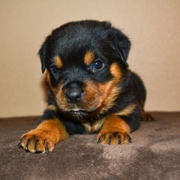 Girl 4 - Black and mahogany female Rottweiler puppy in Ethel, Washington from Titanenheim Rottweilers