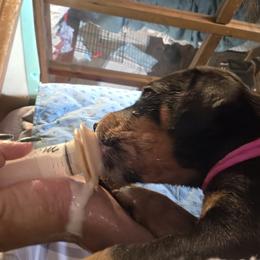 Pink collar - Black and rust female Doberman Pinscher puppy in Santa Clarita, California from Riviera Dobermans
