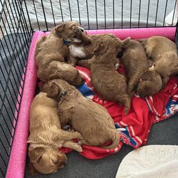 Cavapoo Puppies from Lone Pine Acres Cavapoo’s