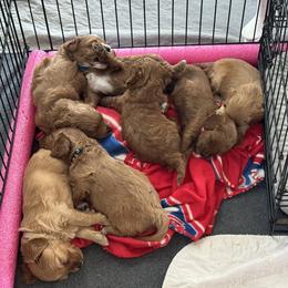 Cavapoo Puppies from Lone Pine Acres Cavapoo’s