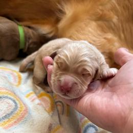 Blue - Light golden male Golden Retriever puppy in Sedalia, Missouri from Bee’s Retrievers