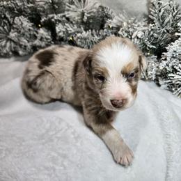 Clara - Red merle female Australian Shepherd puppy in Peach Bottom, Pennsylvania from Arcadia Australian Shepherds