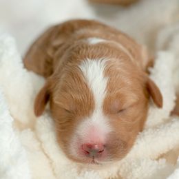 Goldendoodle Puppies from Small World Doodles