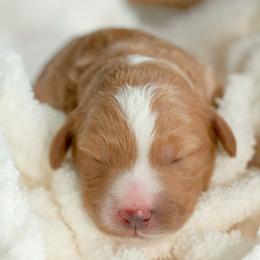 Goldendoodle Puppies from Small World Doodles