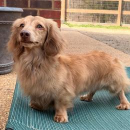 Jesper - Dachshund
