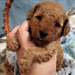 Pretty Girl - Red Mini Poodle Raised in Home - Red  female Poodle puppy in Falcon, Missouri from Cedar House Heritage Poodles | AKC Toy & Miniature Poodle Puppies Raised in Home