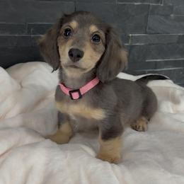 Queenie - Blue and cream female Dachshund puppy in Goodyear, Arizona from AZ Royal Doxies llc